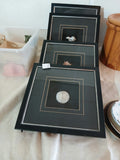 Framed Seashell & Coral Specimen Shadow Box Set