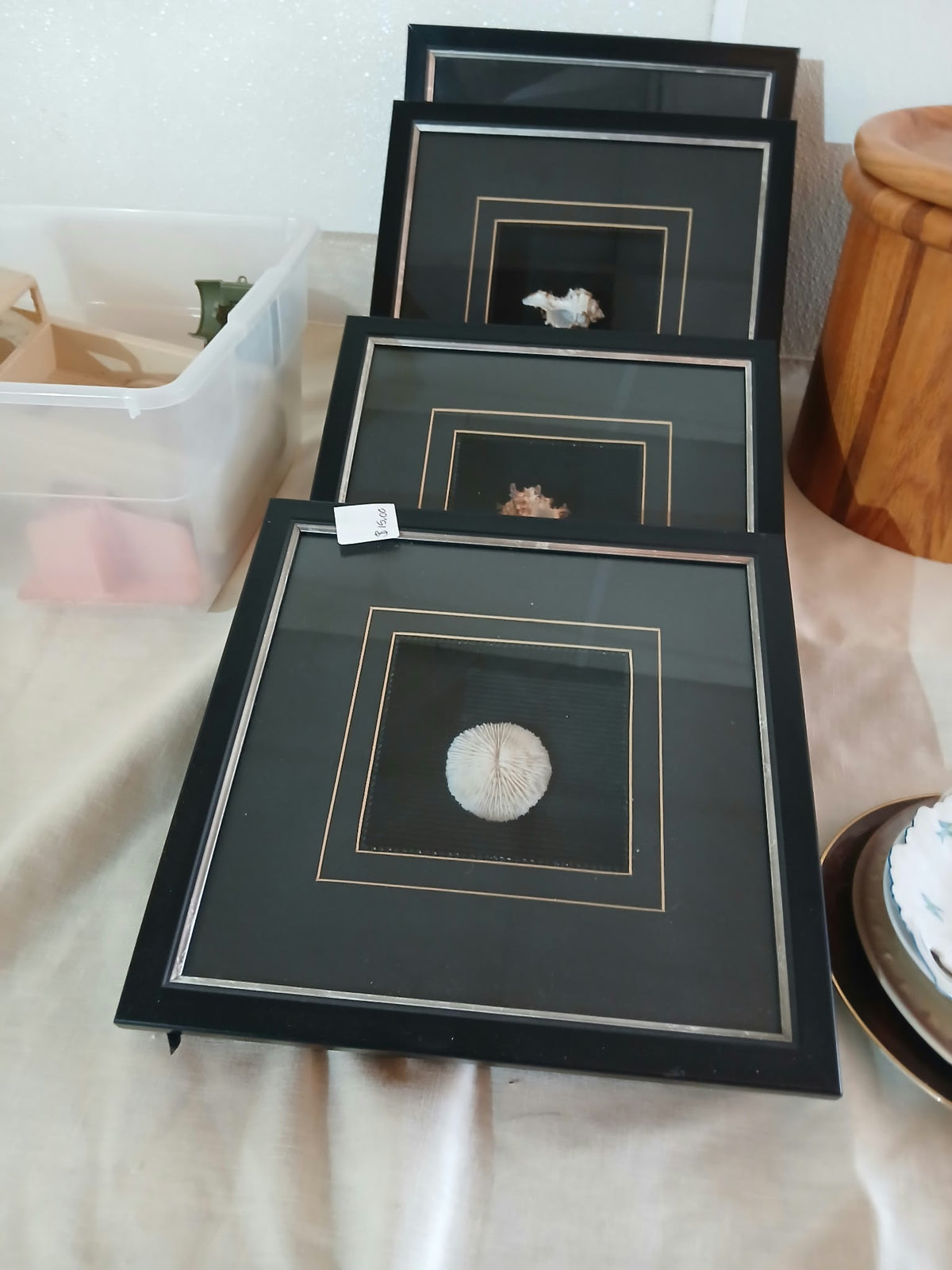 Framed Seashell & Coral Specimen Shadow Box Set